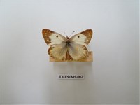 藏品(紋黃蝶)的圖片